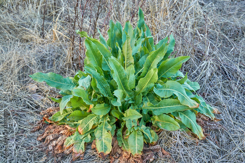 Young Curled Dock (Rumex crispus) plant growning in Texas