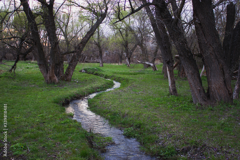 River in the forest