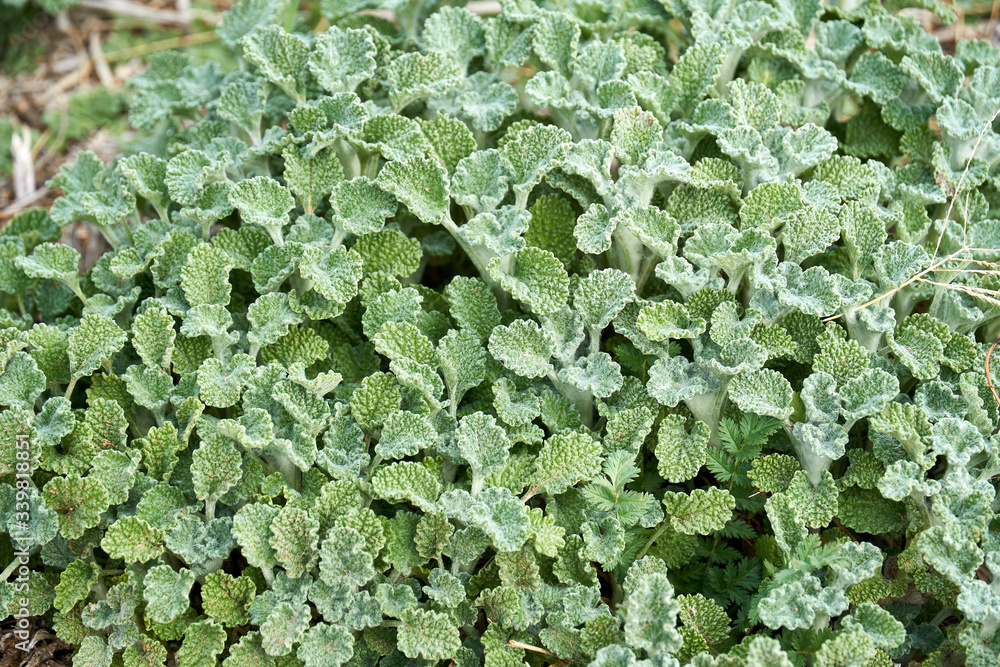 Close-up Macro of Horehound plant growing in Texas. Green background pattern Close-up Macro of Horehound plant growing in Texas. Green background pattern