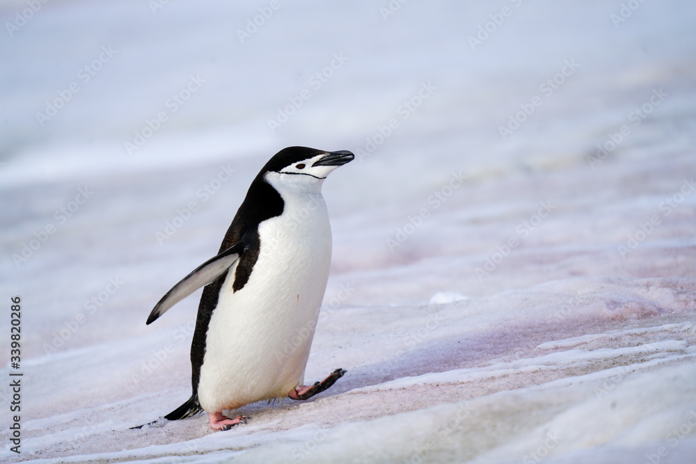 Fototapeta premium Penguin Taking a Step