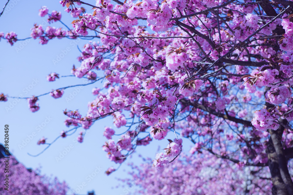 Kirschblüten Baum mit Blüte