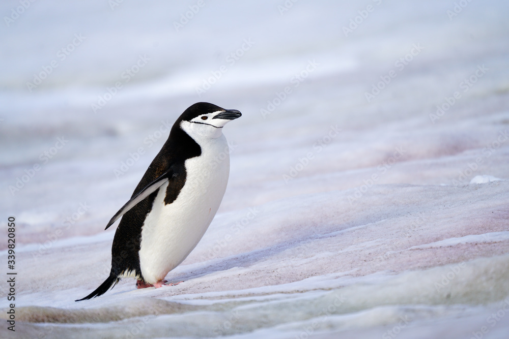 Naklejka premium Chinstrap Penguin Walking on Snow