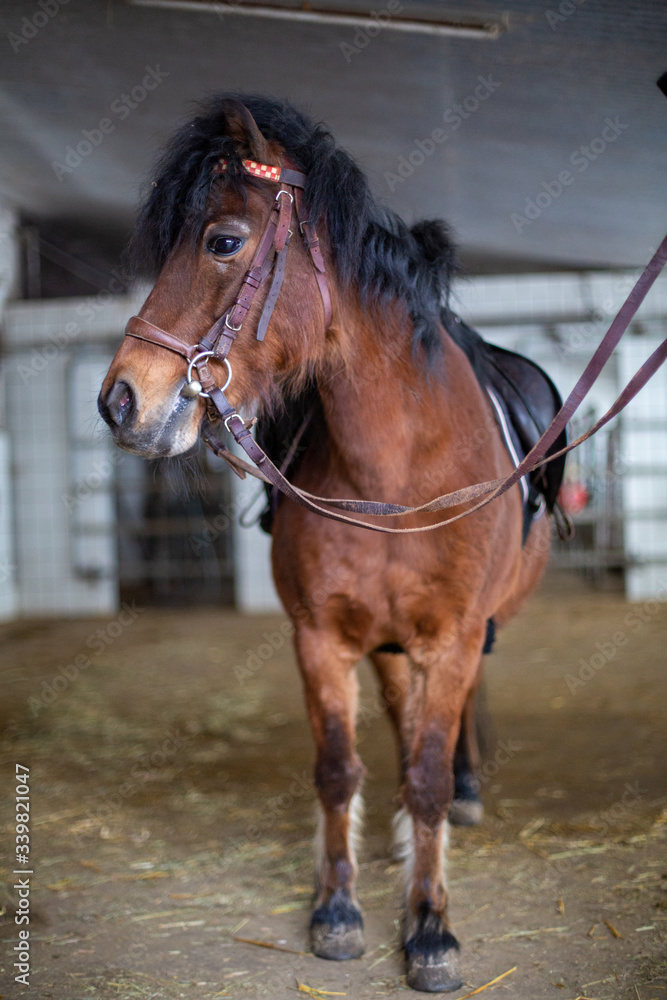 Dartmoor Pony braun ohne Halfter Kopf Profil auf der Koppel Dartmoor Pony braun ohne Halfter Kopf Profil auf der Koppel