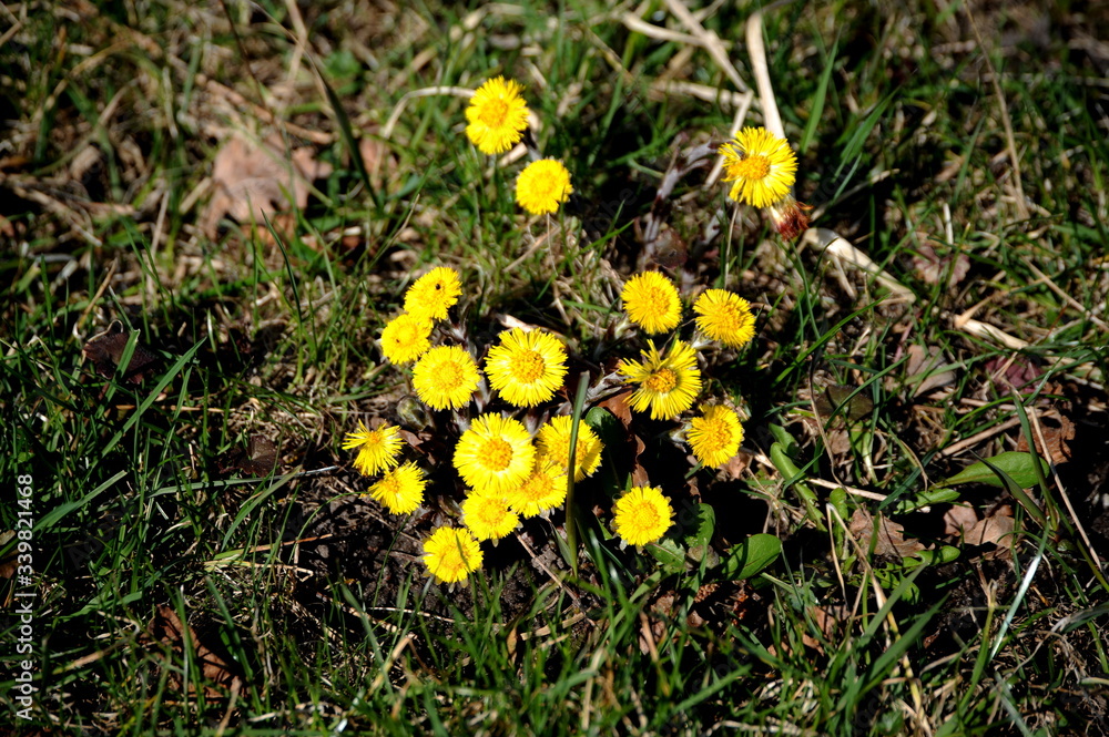 Huflattich im Frühjahr