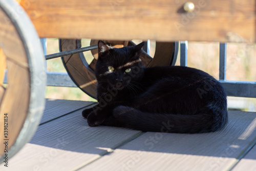 Schwarze lliegende ausruhende Katze unter einer alten Holzliege mit Sonnenstrahlen in den Augen