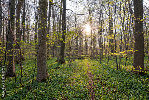 B  rlauch Wald Sonne