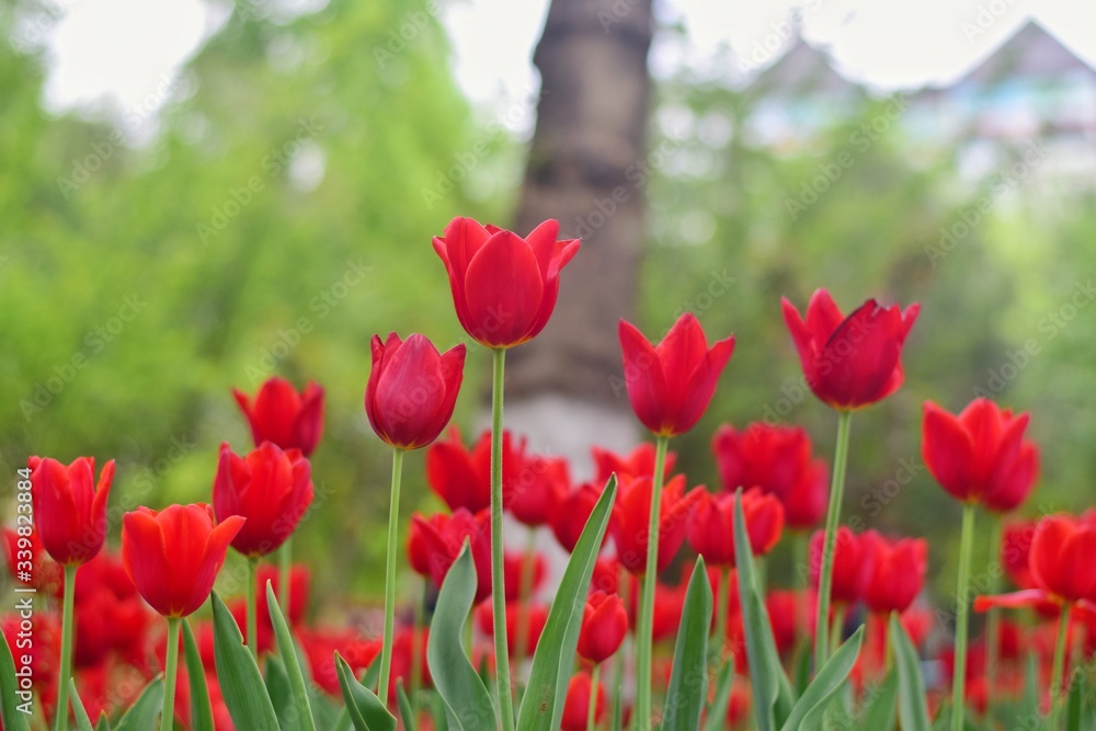 red tulips in spring time red tulips in spring time