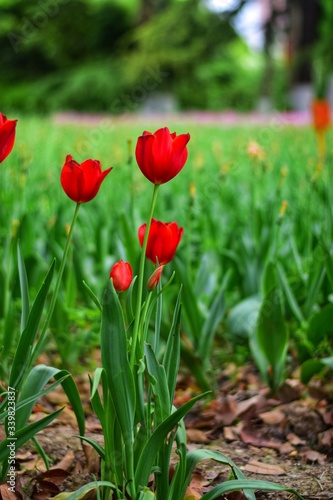 red tulips in spring time