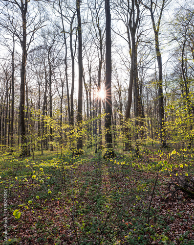 Bärlauch Wald Sonne © Matthias