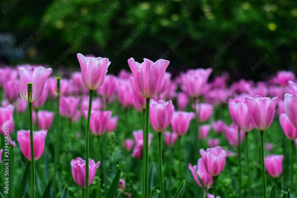 pink tulips in spring pink tulips in spring