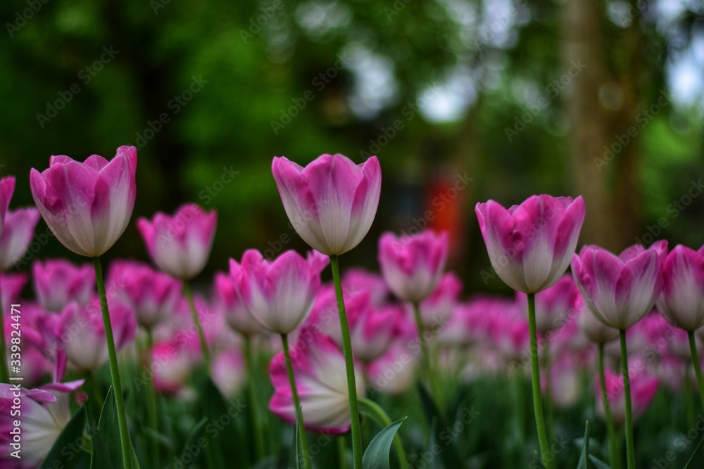 pink tulips in spring pink tulips in spring