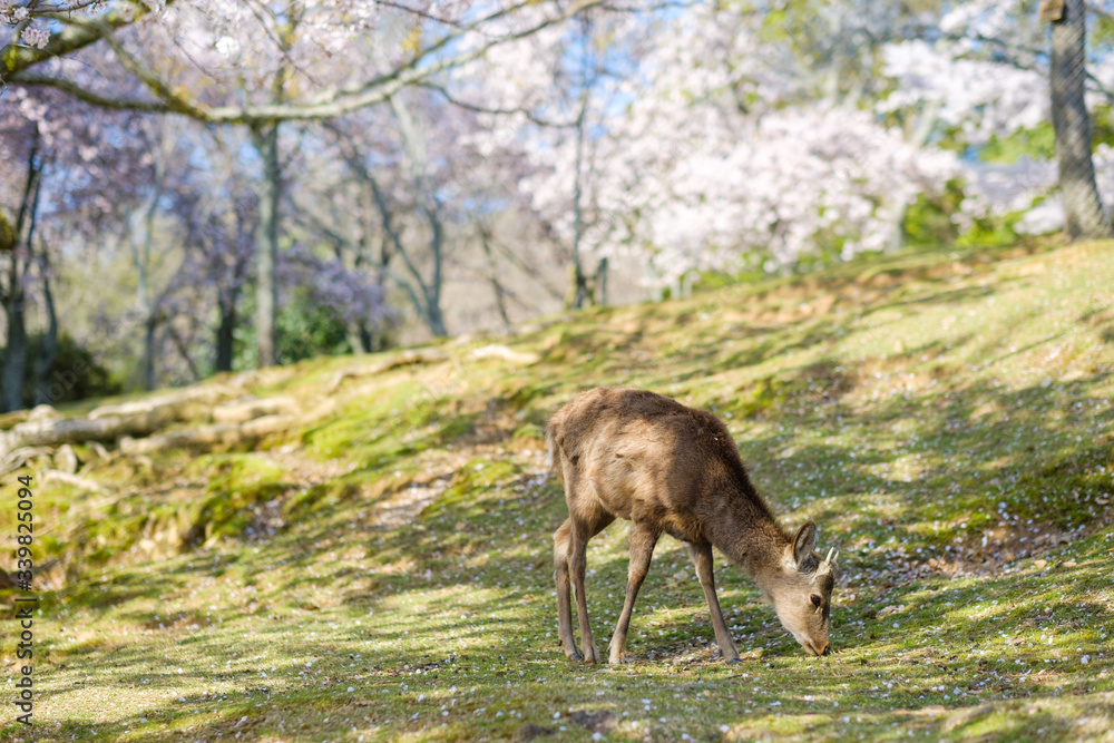 奈良公園の鹿と満開の桜 奈良公園の鹿と満開の桜