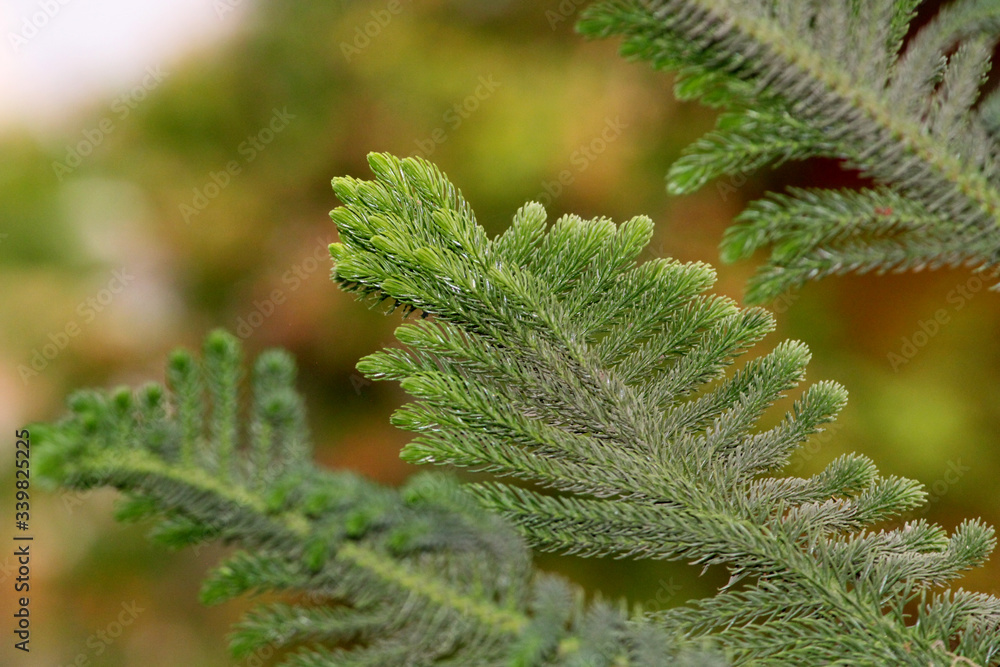 natural background of christmas tree branches natural background of christmas tree branches