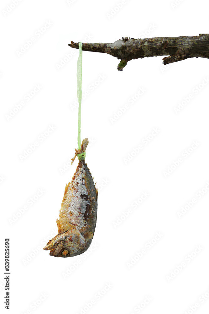 Mackerel fish fried hanging on the branches quarantine food for covid-19.Isolated on white background. Mackerel fish fried hanging on the branches quarantine food for covid-19.Isolated on white background.