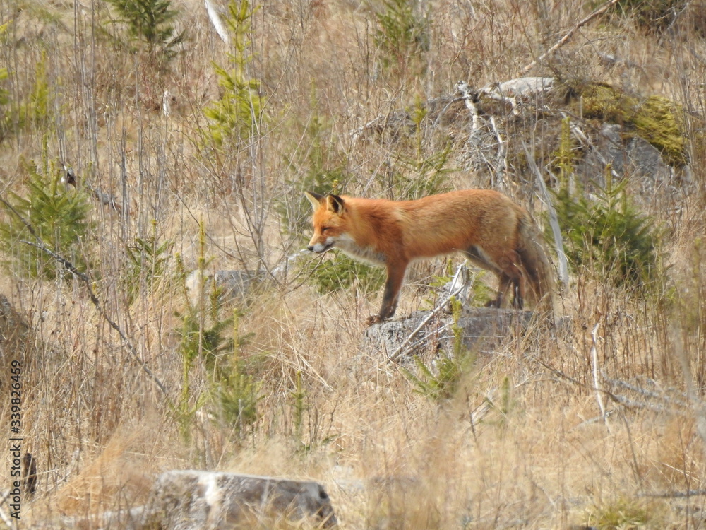 Fototapeta premium red fox in the wild