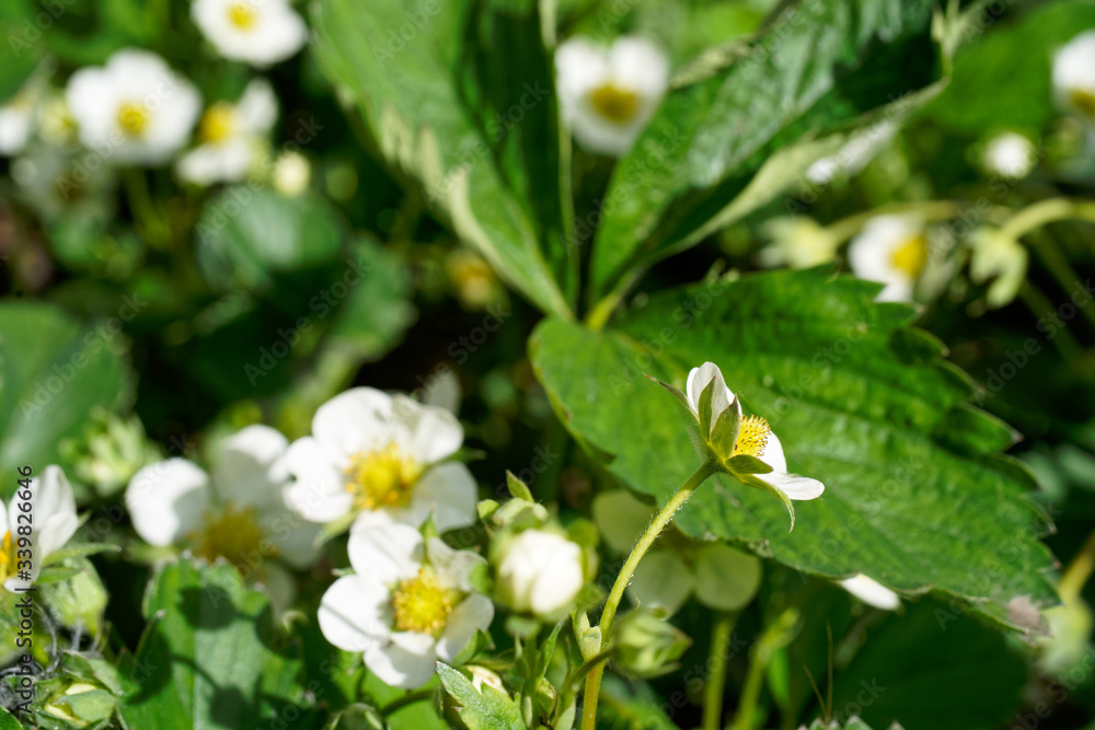 Blooming strawberries in the spring at dawn. Blooming strawberries in the spring at dawn.