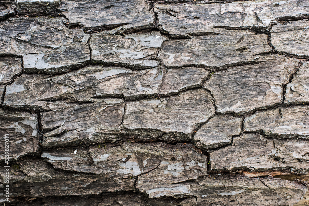 Beautiful wooden background of tree bark Beautiful wooden background of tree bark