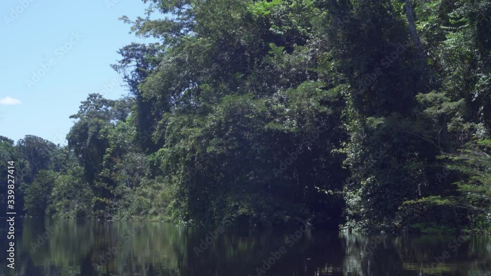 Close view of the Amazon rainforest from a boat trip through the Amazon river Close view of the Amazon rainforest from a boat trip through the Amazon river