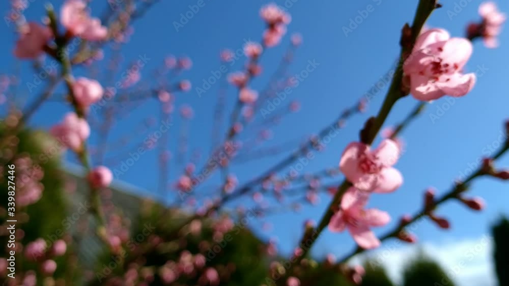 Close up: pink blossom on blooming peach tree against bright blue sky, selective focus
Close up: pink blossom on blooming peach tree against bright blue sky, selective focus