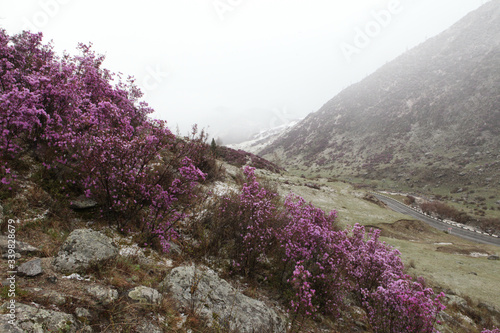 Beautiful flowers of purple blooming maralnik, rhododendron in Altai mountains, Russia. Spring tourism, travel in Altai Krai. Landscape, scenery of Altai Krai. Wildlife of Altai Krai. Maralnik blossom photo