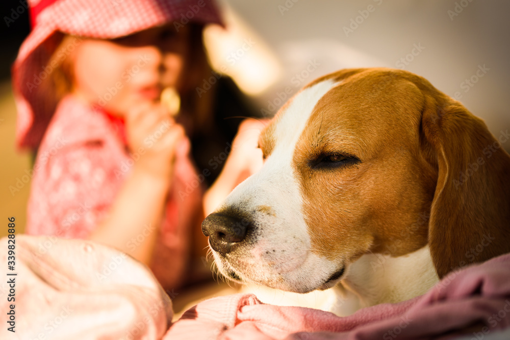 Obraz premium Portrait of a beautiful little girl in red hat with beagle dog