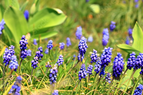 Muscari flowers on a background of gentle green grass in sunny weather