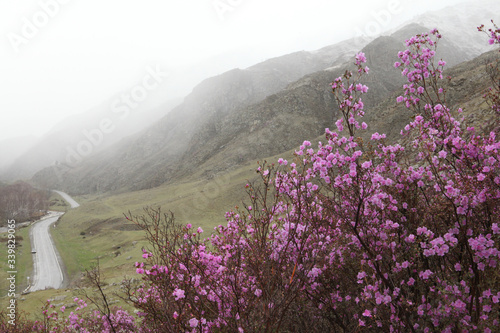 Fototapeta Naklejka Na Ścianę i Meble -  Beautiful flowers of purple blooming maralnik, rhododendron in Altai mountains, Russia. Spring tourism, travel in Altai Krai. Landscape, scenery of Altai Krai. Wildlife of Altai Krai. Maralnik blossom