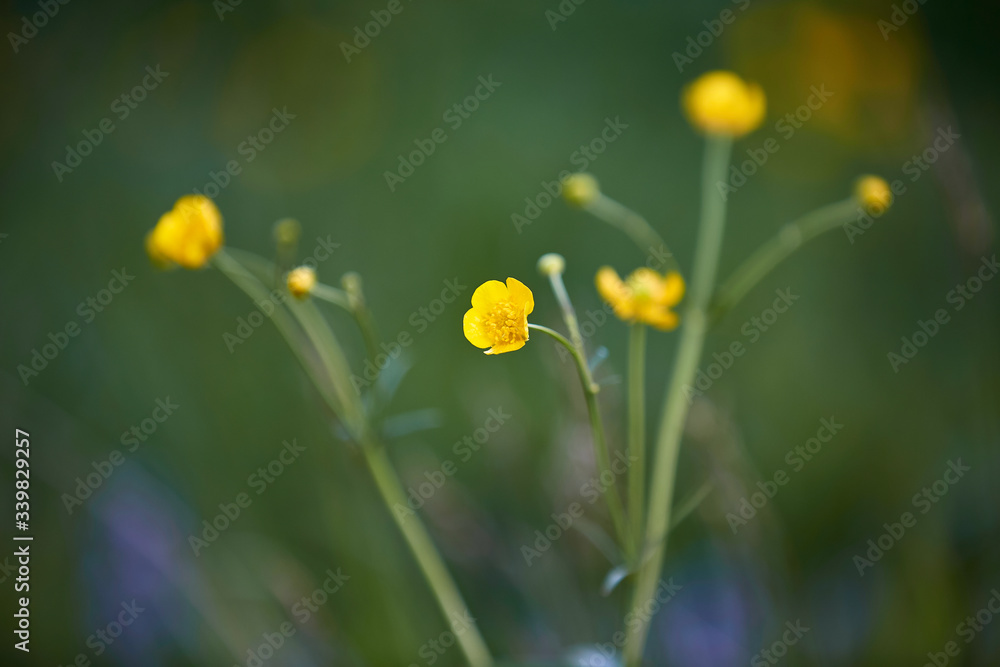 Grossblütiger Zungenhahnenfuss (Ranunculus lingua) Grossblütiger Zungenhahnenfuss (Ranunculus lingua)