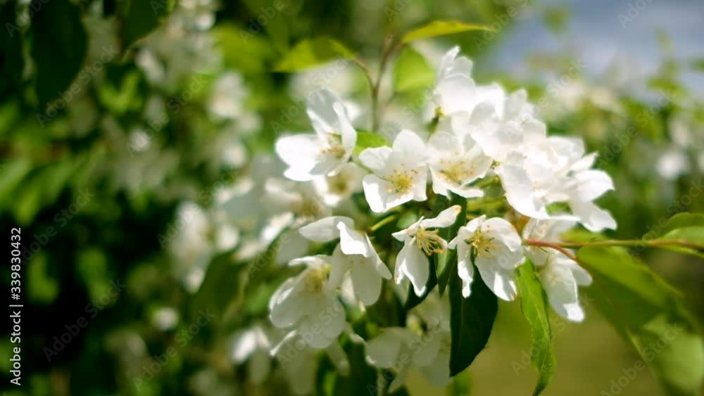 flowering branch of an apple tree sways in wind on sunny spring day flowering branch of an apple tree sways in wind on sunny spring day