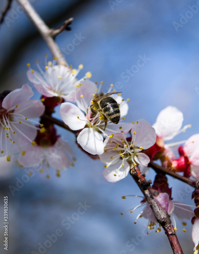 bee on a branch of cherry blossom