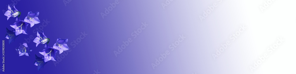 Banner with blue bellflower (Campanula persicifolia) on blue and white gradient background Banner with blue bellflower (Campanula persicifolia) on blue and white gradient background