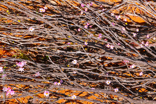 In spring everlasting daisies (Schoenia cassiniana) growing through burned wood in the Australian outback photo