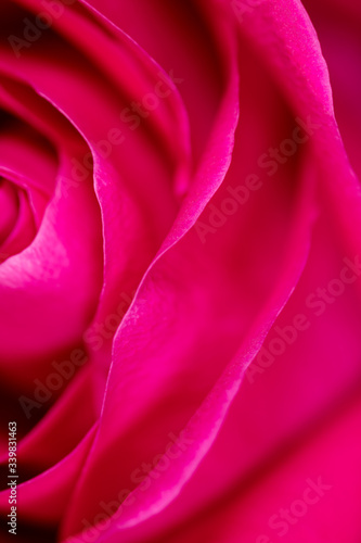 Beautiful pink rose flower as an abstract background