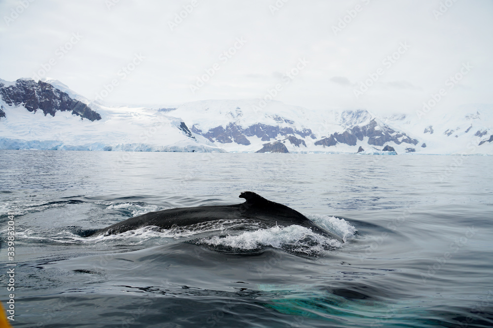 Dorsal Whale Fin in Front of Snowwy Mountains Dorsal Whale Fin in Front of Snowwy Mountains