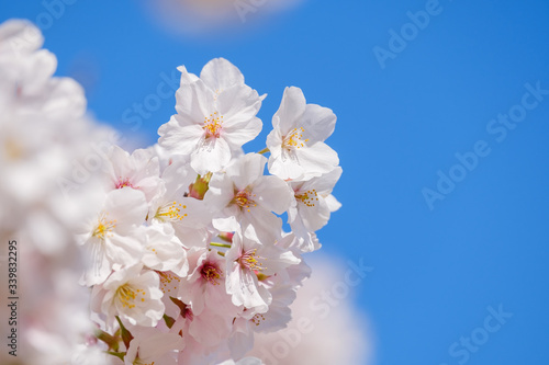 【写真素材】: 満開の桜 ソメイヨシノ