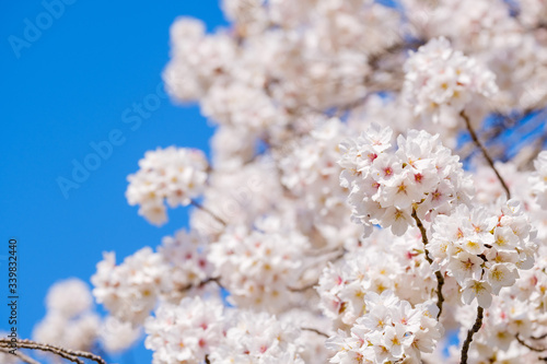 【写真素材】: 満開の桜 ソメイヨシノ © Rummy & Rummy