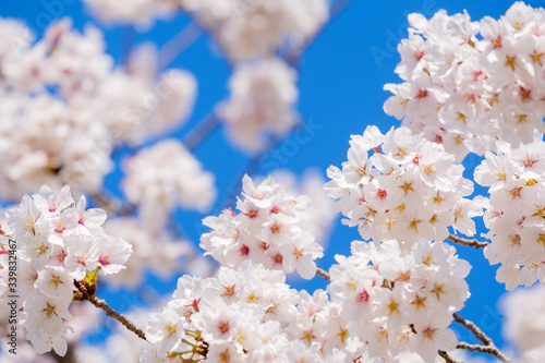 【写真素材】: 満開の桜 ソメイヨシノ