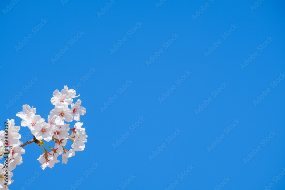 【写真素材】: 満開の桜　ソメイヨシノ