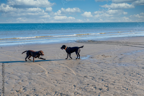 Dogs playing on a beach