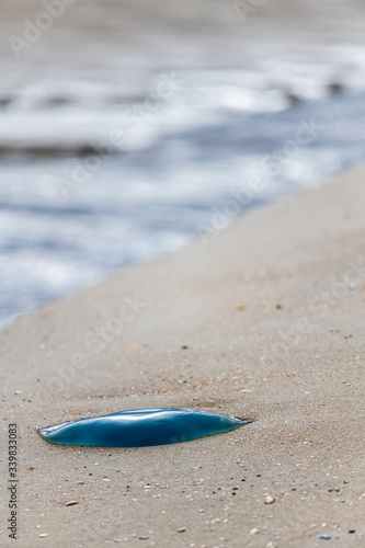 Jellyfish stranded on a beach in northern France