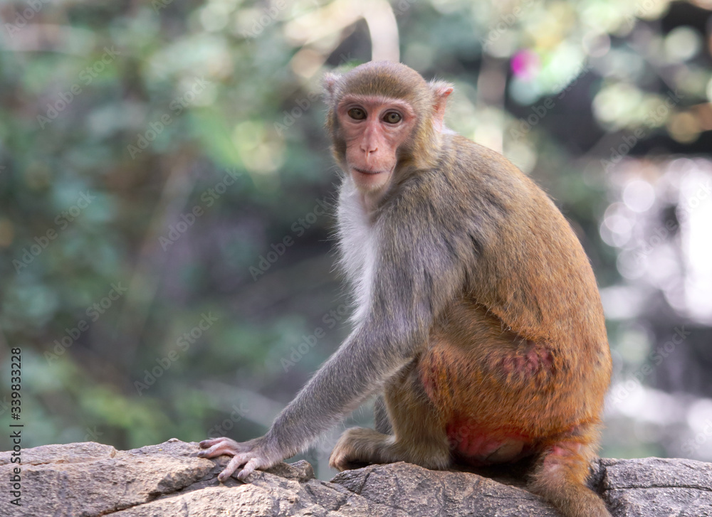 Fototapeta premium Portrait of a monkey in the park