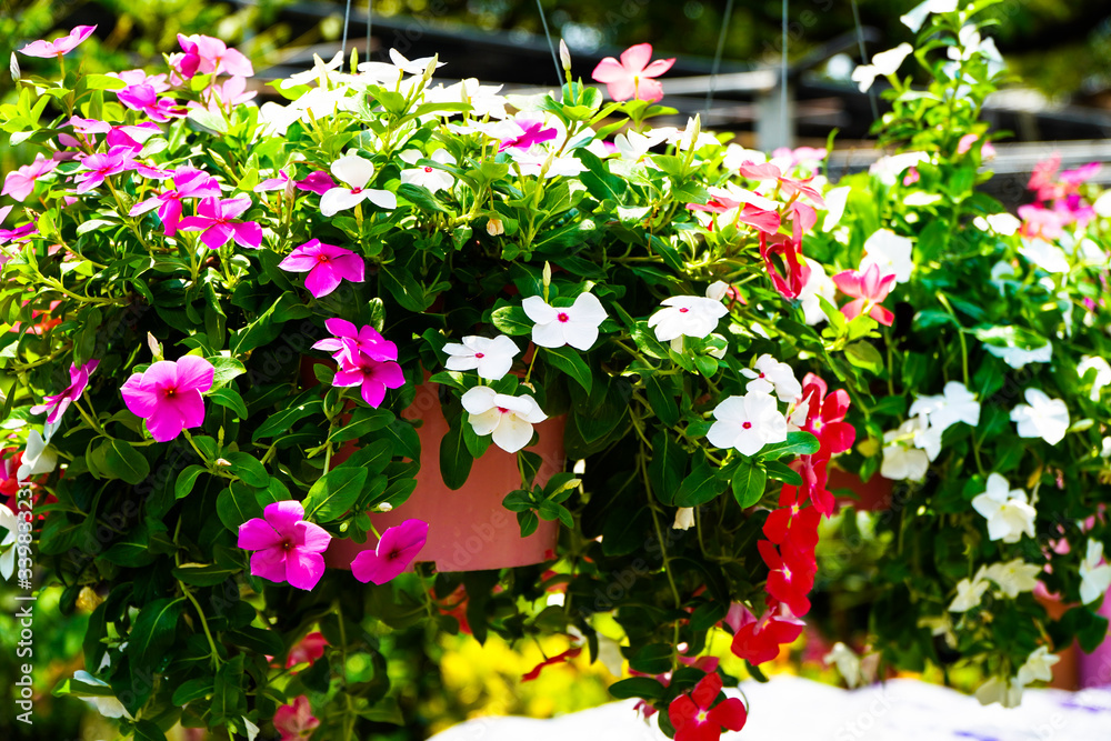 Bright colors, petunias, beautiful in spring
Bright colors, petunias, beautiful in spring