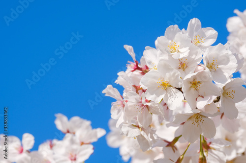 【写真素材】: 満開の桜 ソメイヨシノ