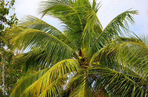Coconuts on a palm tree in a park