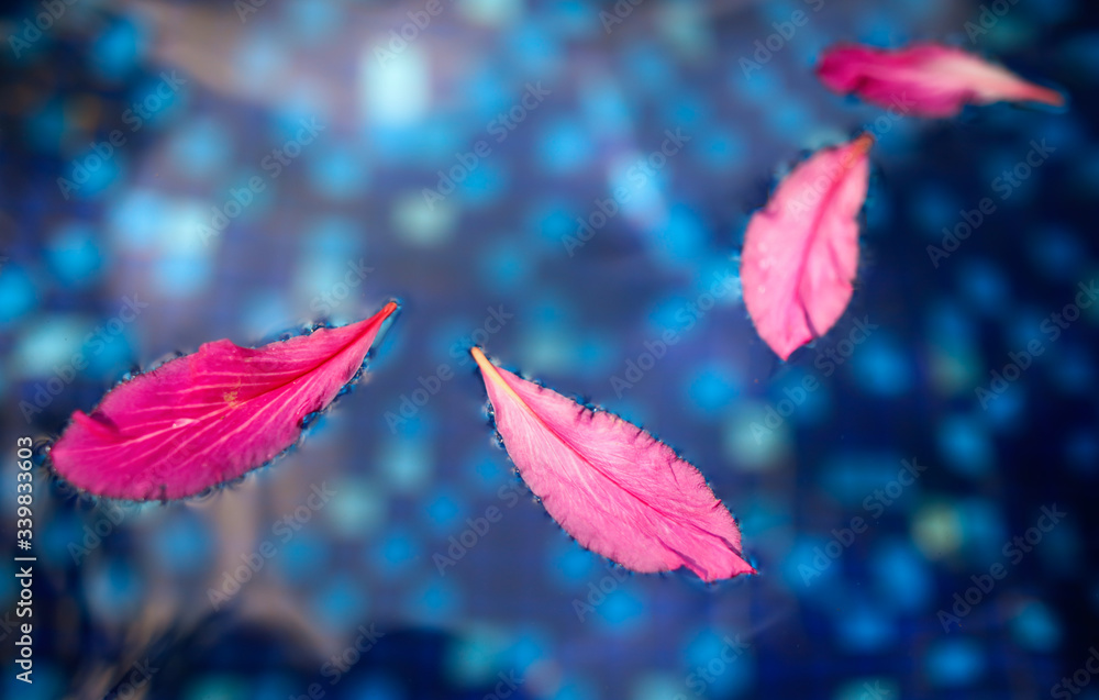 Pink flower petals float on the surface of water. Pink flower petals float on the surface of water.