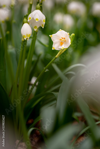 Spring Snowflake / Daffodil