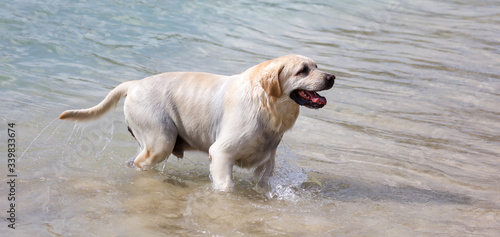 The dog swims on the surface of the water