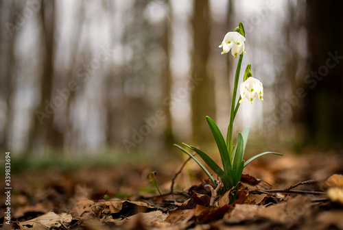 Spring Snowflake / Daffodil
