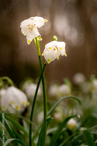 Spring Snowflake / Daffodil