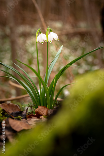 Spring Snowflake / Daffodil